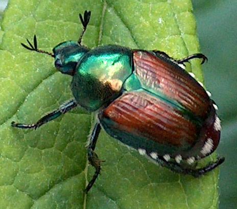 Common Pests – Extension Walworth County