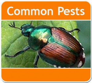 Common Pests Webpage