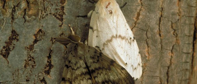Gypsy Moth