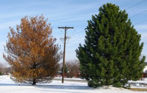 Winter burn, a condition caused when evergreens lack water, may be more prevalent this spring due to winter conditions and last summer's drought. Contrary to its name, winter burn damage starts to become apparent in spring when temperatures warm and plants seek to make food. (Purdue Agriculture photo/Janna Beckerman) beckerman-brown