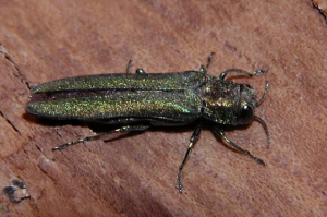 Emerald Ash Borer