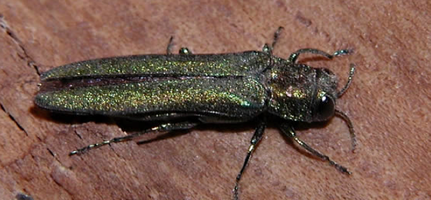 Emerald Ash Borer