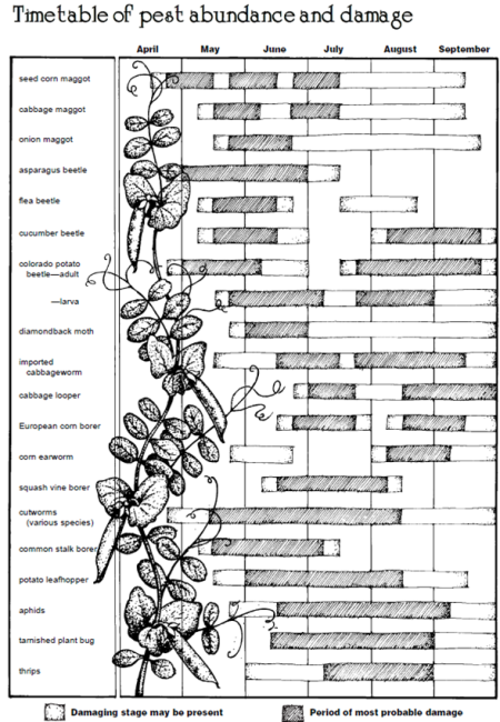 Common Vegetable Pests and Diseases - Extension Walworth ...