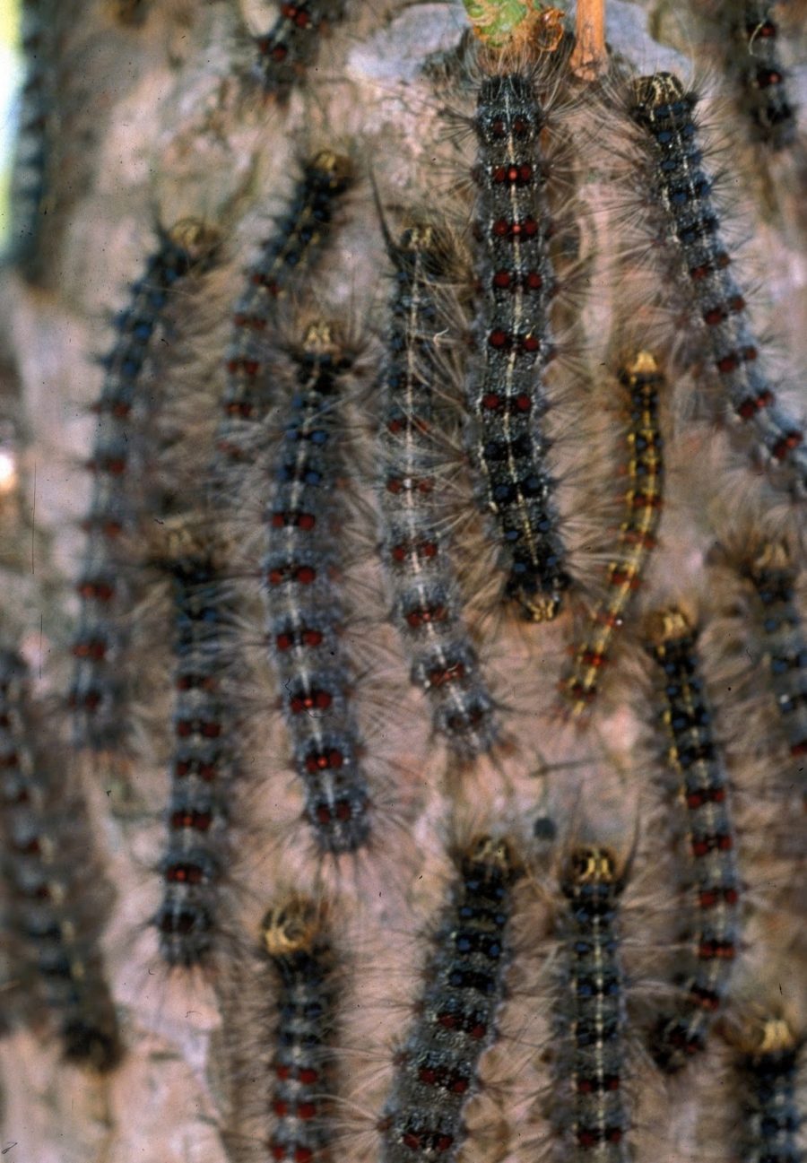 Gypsy Moth Caterpillar Season Extension Walworth County