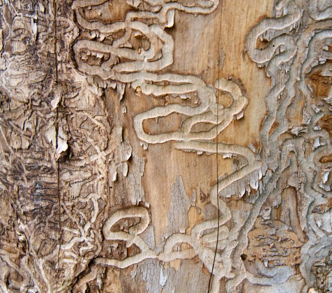 Emerald Ash Borer! – Extension Walworth County