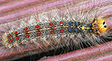 Gypsy Moth Caterpillar Season