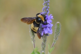 WiBee App Tracks Wild Bee Pollinators