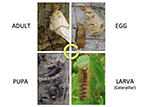 “Crush and Brush” Spongy Moth