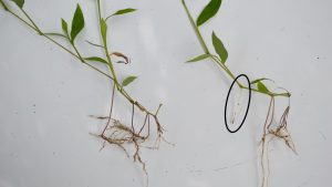 Invasive Stiltgrass Found in Rock County