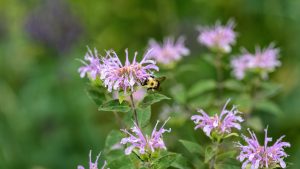 What else can I do to support pollinators in my yard?