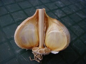 I’m growing many different kinds of hardneck garlic, but my garlic bulbs just keep getting smaller. What am I doing wrong?