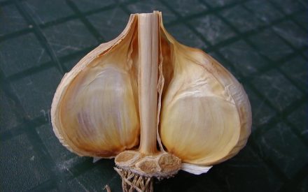 I’m growing many different kinds of hardneck garlic, but my garlic bulbs just keep getting smaller. What am I doing wrong?