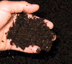 I’m getting my vegetable garden ready, can I add manure?
