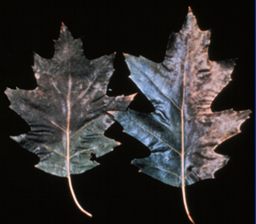 I’ve heard I shouldn’t prune my oak trees this time of year – why?