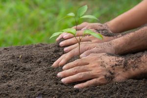 I’ve heard that fall is a great time to plant trees, is this true?