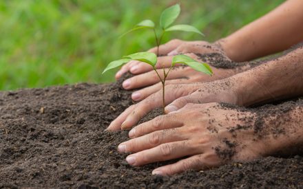 I’ve heard that fall is a great time to plant trees, is this true?