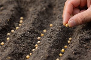 It’s starting to get nice out, when can I plant my vegetable crops?