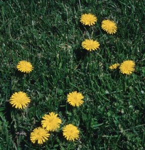 I’m noticing a lot of weeds in my lawn, what do I spray on them to kill them?