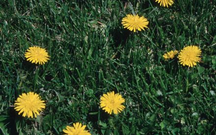 I’m noticing a lot of weeds in my lawn, what do I spray on them to kill them?