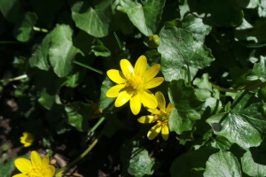 What is Lesser celandine (Ficaria verna)?