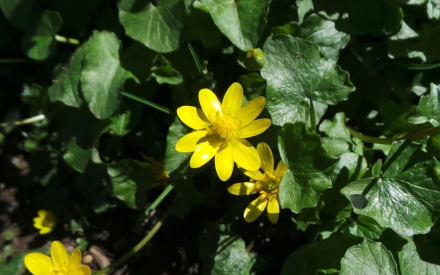 What is Lesser celandine (Ficaria verna)?