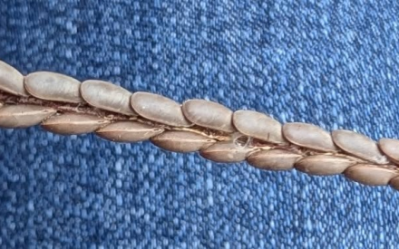 What are Katydid Eggs?