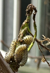 Small caterpillars or worms have completely devoured all of the leaves on one of my bushes (see photo below). What can I do to stop them and should the bush be removed?