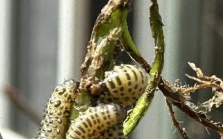 Small caterpillars or worms have completely devoured all of the leaves on one of my bushes (see photo below). What can I do to stop them and should the bush be removed?