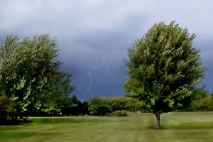 What to do for trees that experience storm damage?