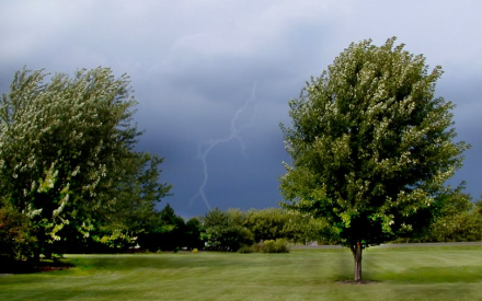 What to do for trees that experience storm damage?