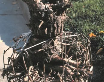We were told we didn’t have to remove the burlap or wire basket around the root ball when we planted our trees. Is this right?