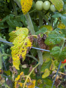 What’s going on with my tomato plants (see picture)?