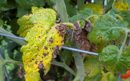 What’s going on with my tomato plants (see picture)?