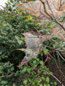 How do I get rid of these worms and tents in my trees?