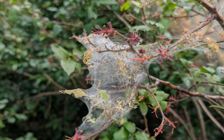 How do I get rid of these worms and tents in my trees?