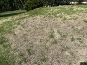 Our lawn is not in great shape-with lots of dead spots throughout with the various droughts this summer. This has happened in previous summers, but it has always come back ok. What should we do?