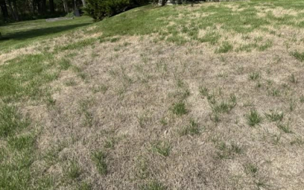 Our lawn is not in great shape-with lots of dead spots throughout with the various droughts this summer. This has happened in previous summers, but it has always come back ok. What should we do?