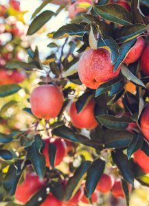 When should I spray my apple trees for pests?