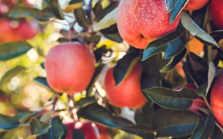 When should I spray my apple trees for pests?