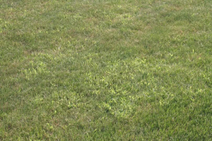 What seasonal applications are recommended for my lawn?