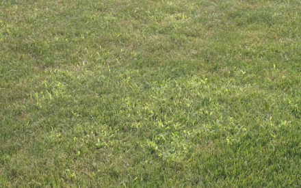 What seasonal applications are recommended for my lawn?