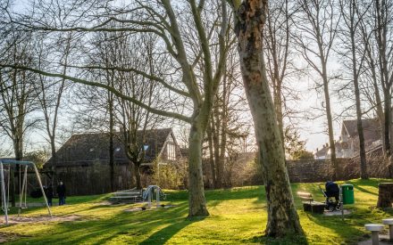 I’m noticing that my tree’s roots are growing at the surface of my lawn. What should I do?