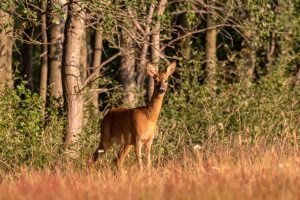 Do plastic trunk protectors help protect trees from deer damage?