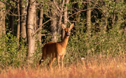 Do plastic trunk protectors help protect trees from deer damage?